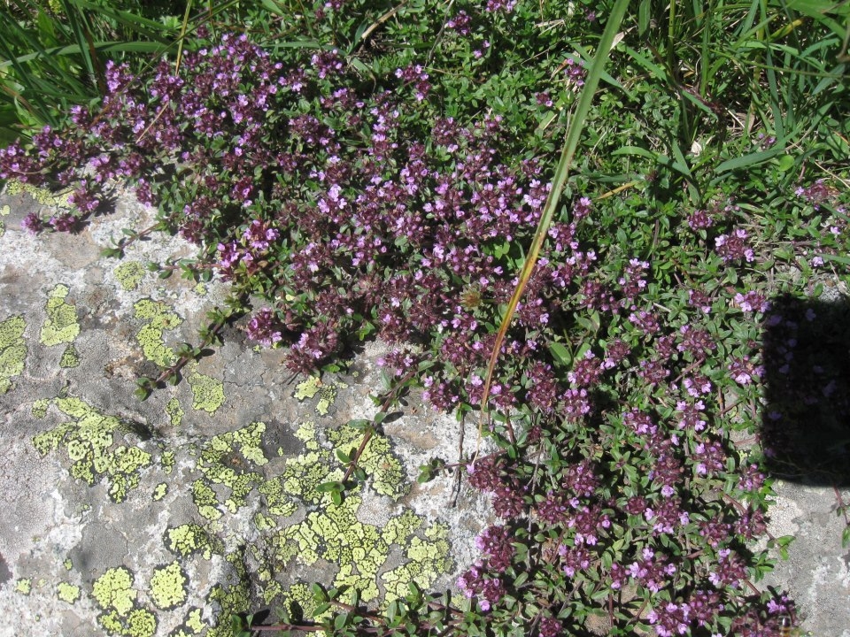 thyme_tea.JPG (748 KB)